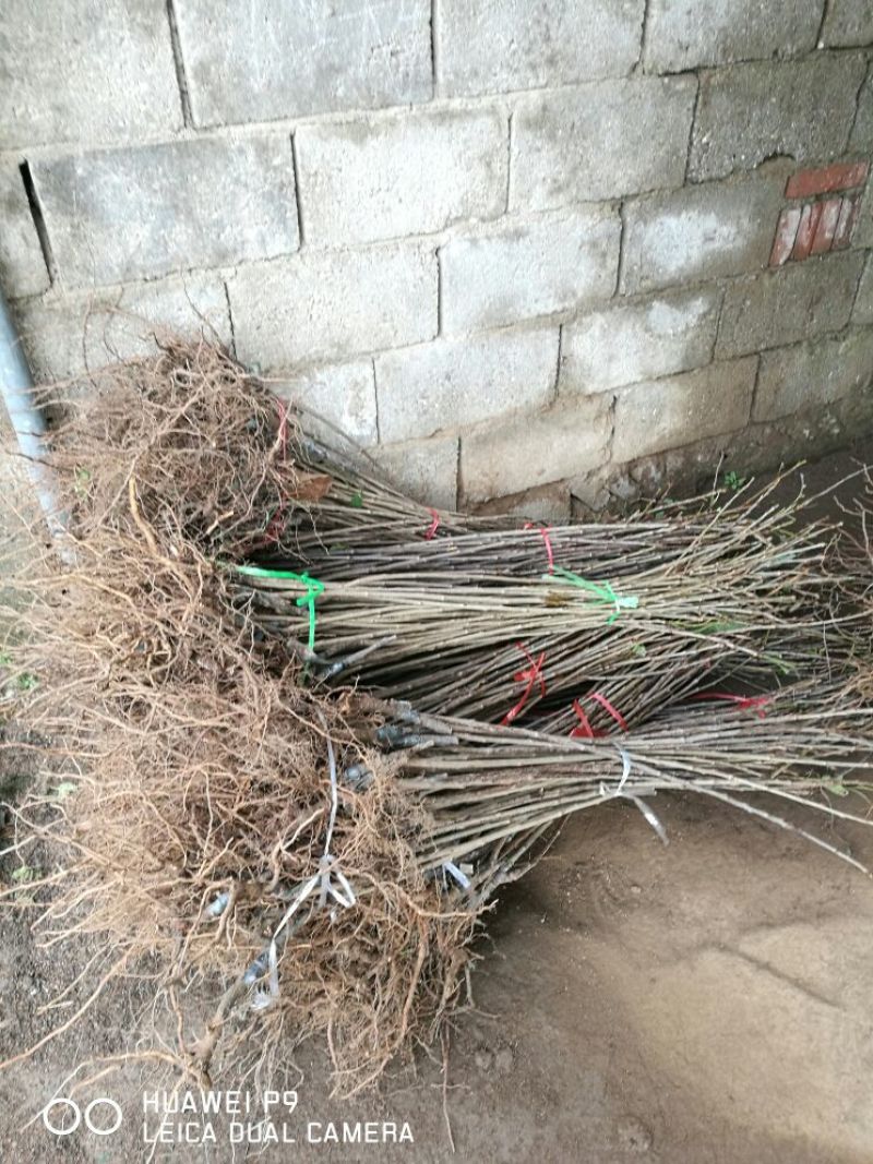 黄蜜樱桃苗2年80cm以上嫁接樱桃树苗矮化樱桃树