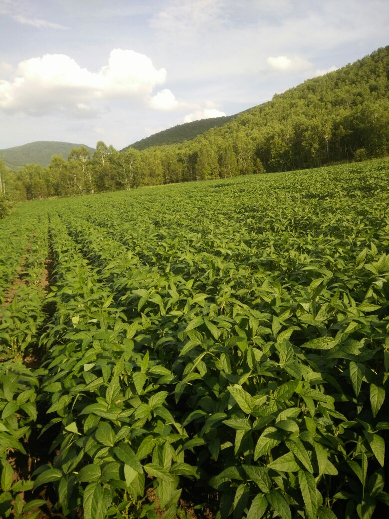 内蒙古呼伦贝尔市扎兰屯市黄豆 优质批发_侯宝