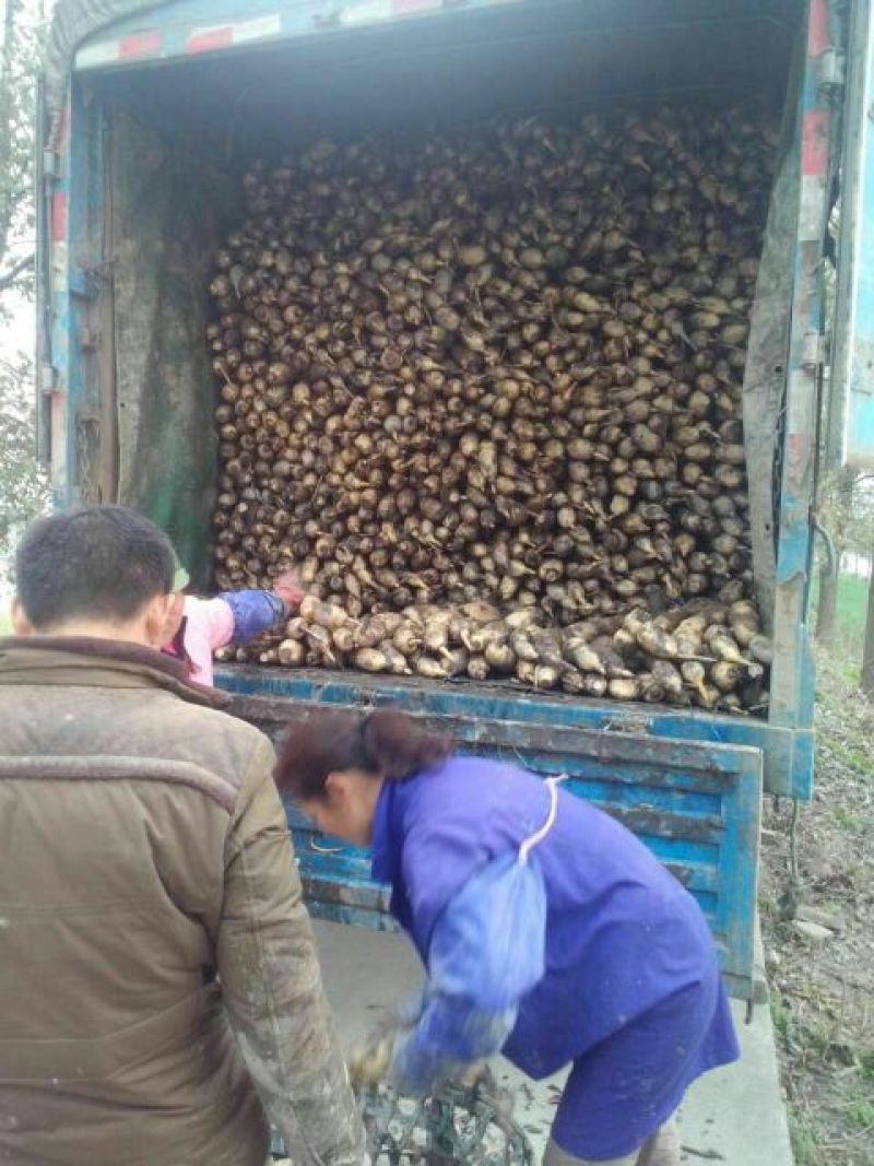 莲藕3735外型好口感佳支持规格挑选水洗藕品种齐全