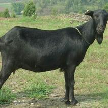 黑山羊40~60斤/头