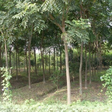 黄山栾树6~8cm4~6cm3~3.5米