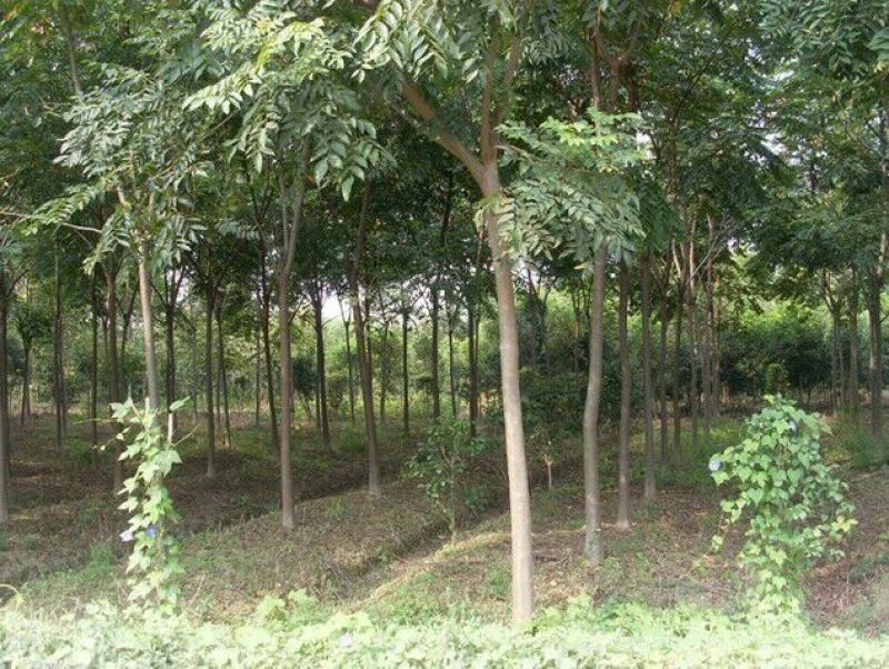 黄山栾树6~8cm4~6cm3~3.5米