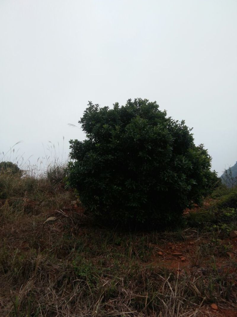 杨梅树261~300cm