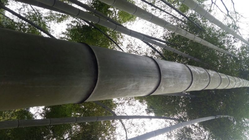 绿竹9~10m