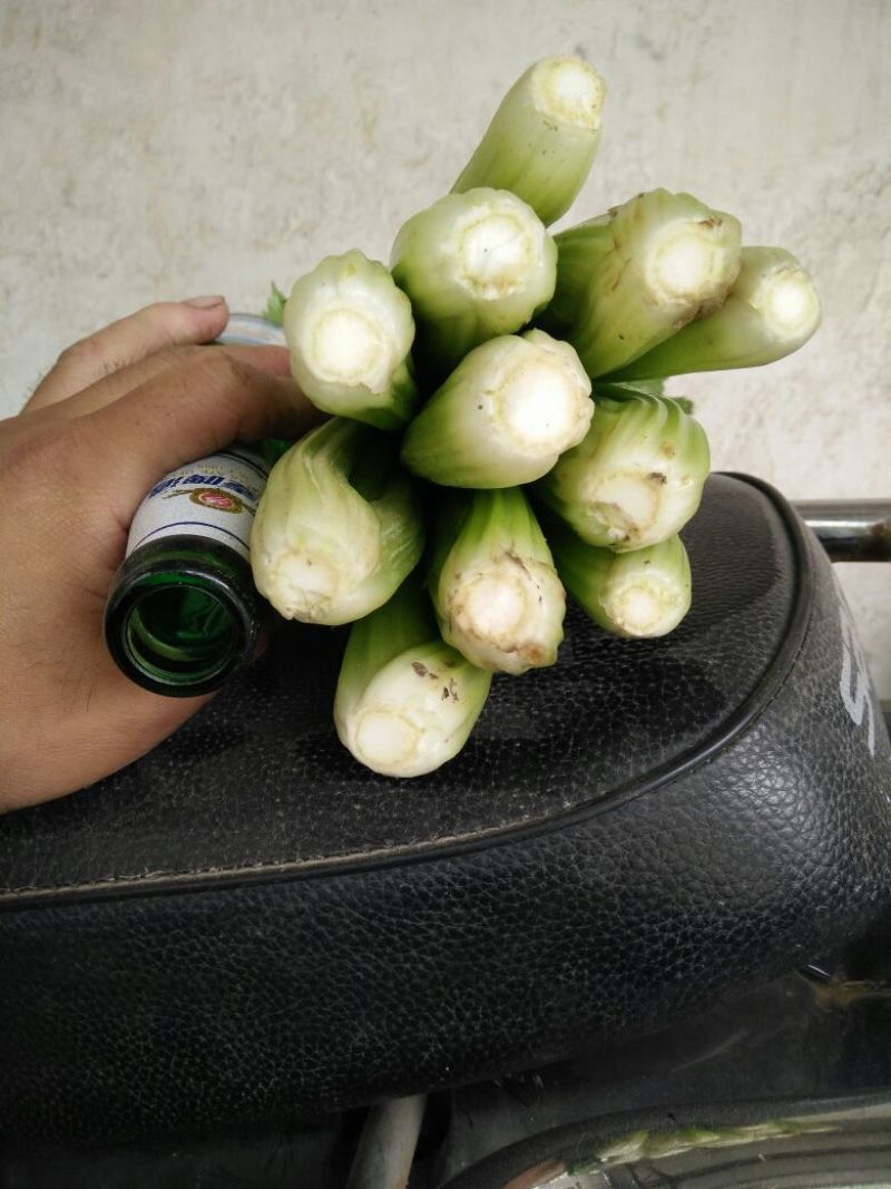 西芹金乡县西芹质优价廉
