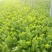 西芹60cm以上