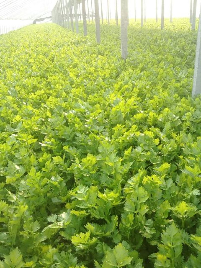西芹60cm以上