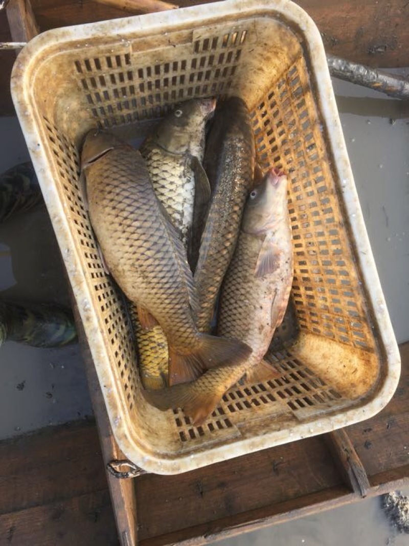 鲤鱼