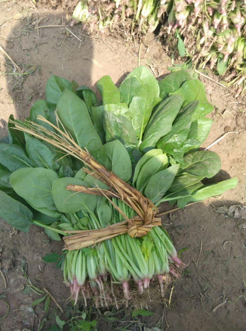 菠菜