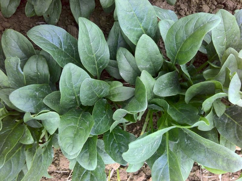 黑叶菠菜15~20厘米