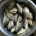 杂交鲫鱼食用