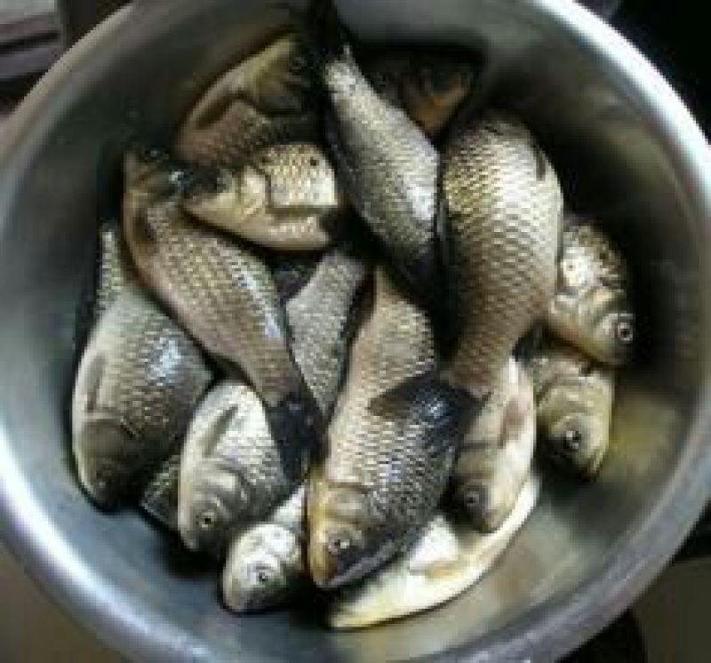 杂交鲫鱼食用