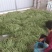 绿龙芸豆精品芸豆货原稳定