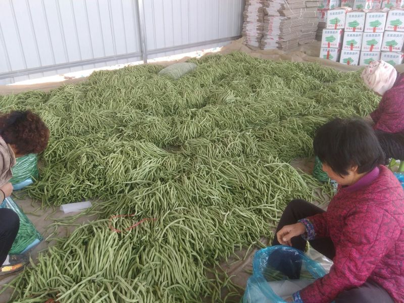 绿龙芸豆精品芸豆货原稳定