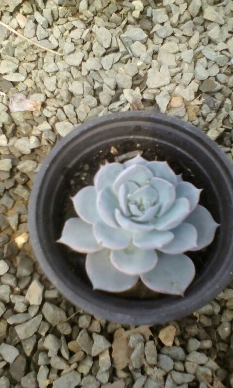 多肉植物