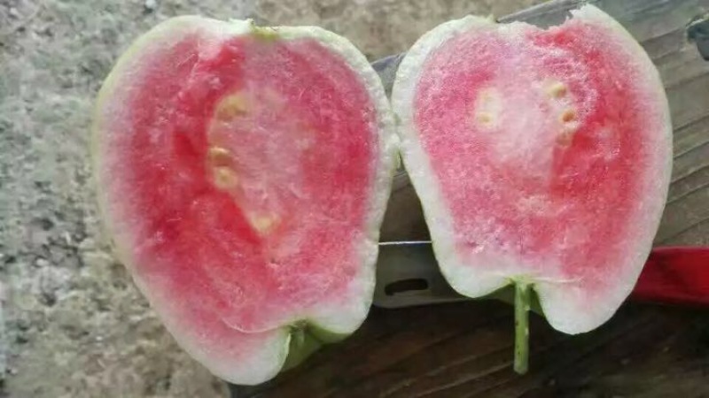 西瓜番石榴苗