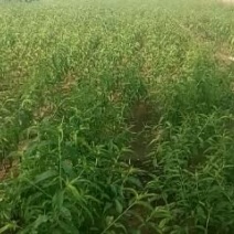 桃树苗60~70cm产地直供欢迎选购量大从优！