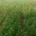 桃树苗60~70cm产地直供欢迎选购量大从优！