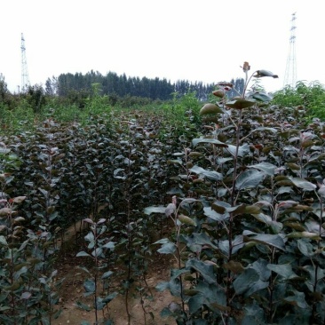 红肉苹果树苗70~80cm