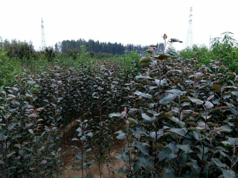 红肉苹果树苗70~80cm