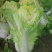 黄心菜白菜大白菜2-3斤用于腌制酸菜烫火锅