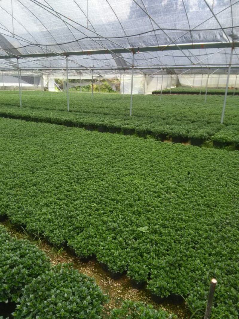 金鱼草带苞14#16#（红杯黑杯）产地直发量大从优可视频