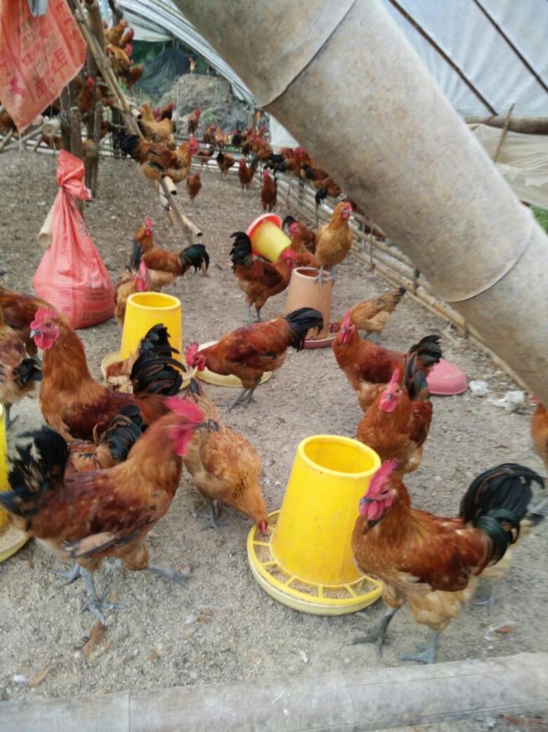 本合作社长期供应散养土鸡，双冠土鸡，肉质优良欢迎定购。