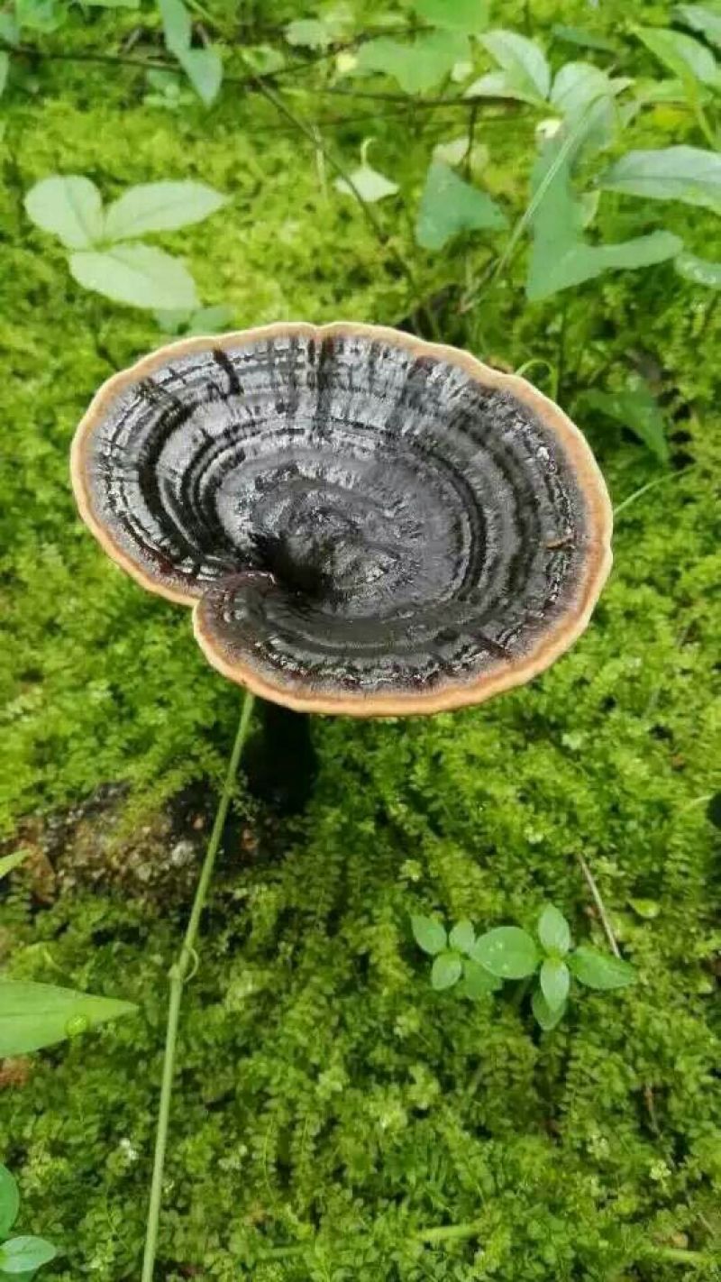 灵芝12~15公分