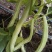 九粒白芸豆20cm以上