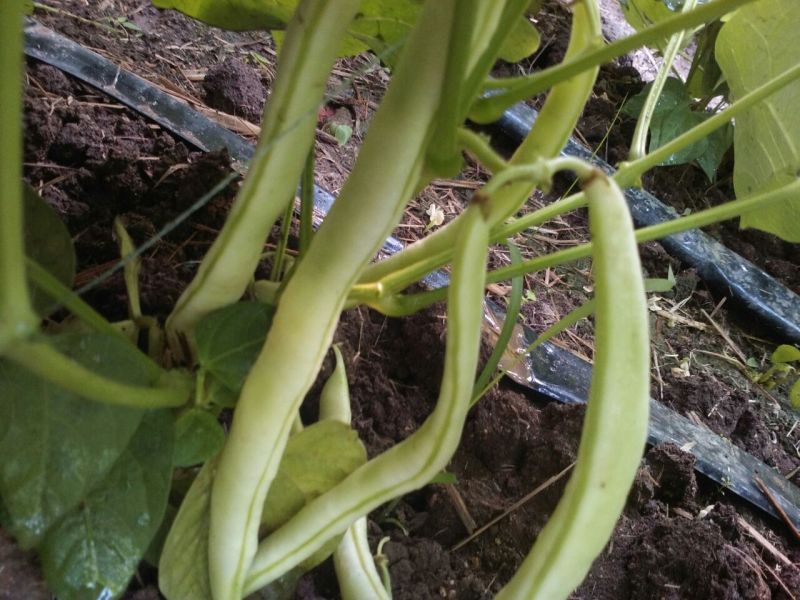 九粒白芸豆20cm以上