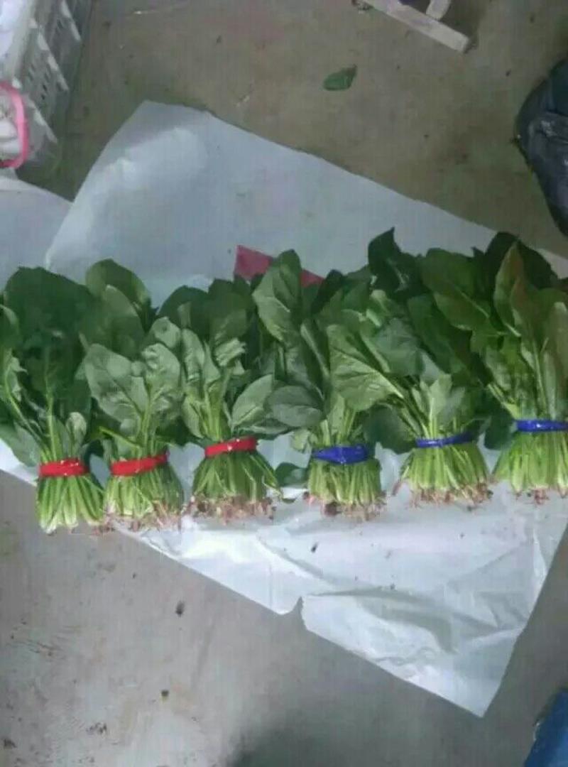 大叶菠菜25~30厘米