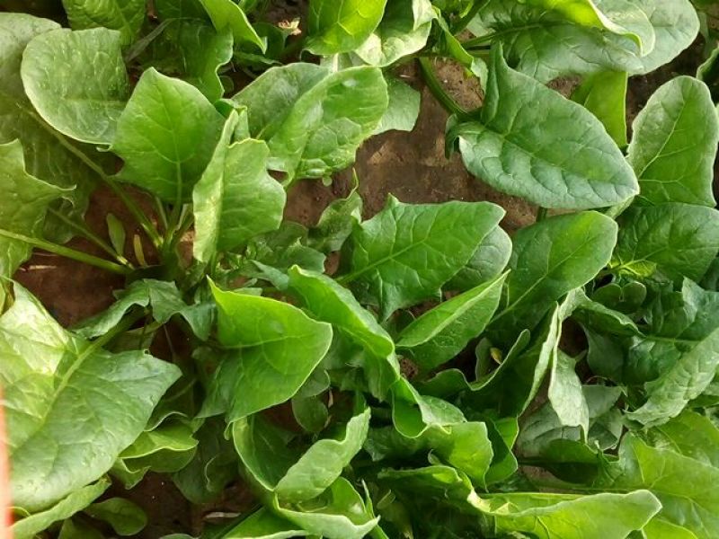 大叶菠菜25~30厘米