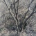 黄栌6~8cm3~3.5m