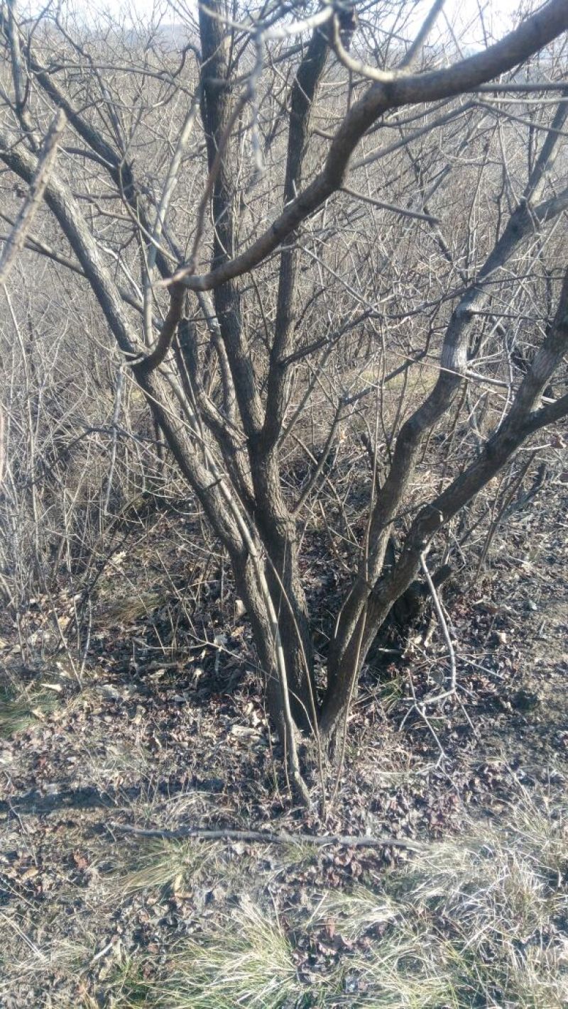 黄栌6~8cm3~3.5m