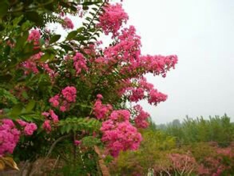 百日红4~6cm1.5~2米1~2米