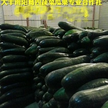 冬瓜20斤以上