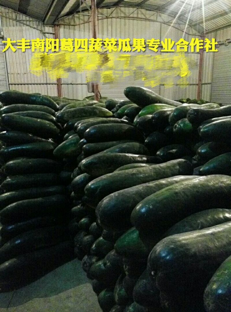 冬瓜20斤以上