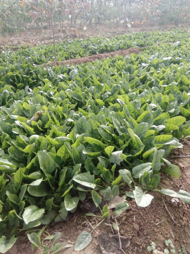 菠菜25~30厘米
