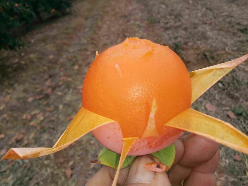 柿饼1~2两