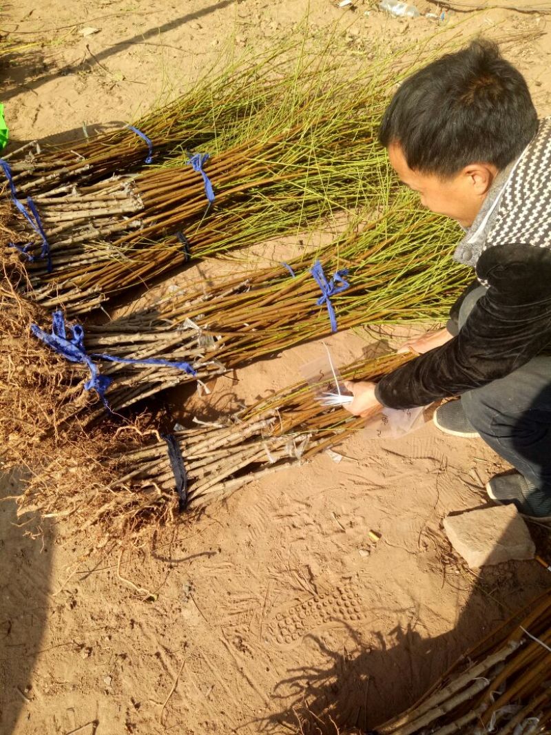 红不软桃树苗80cm以上