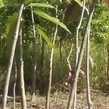 芒果树