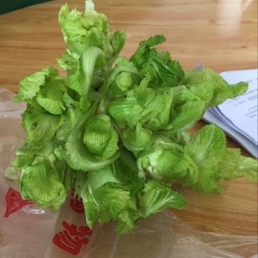 儿菜