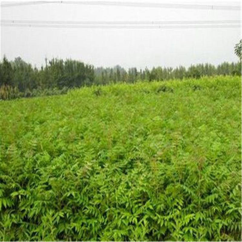 香椿苗成活率高