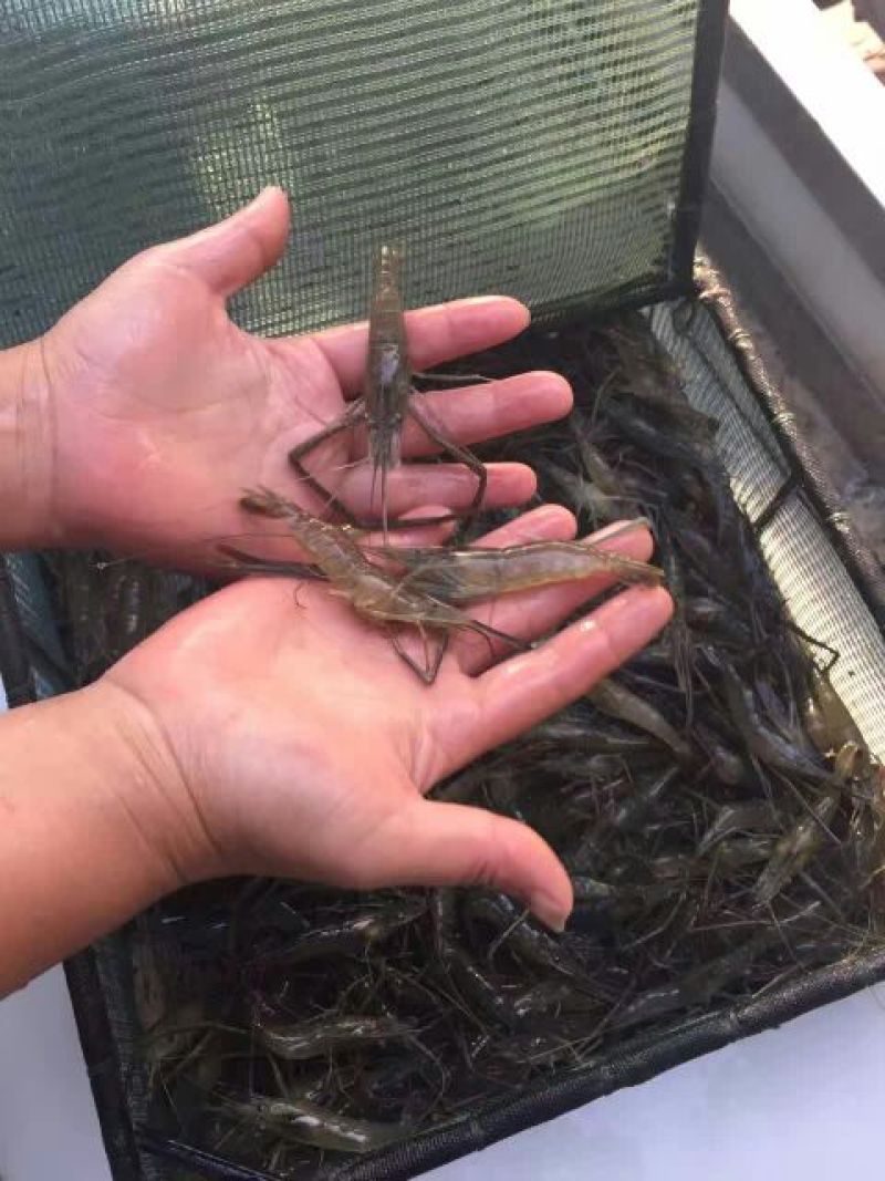 河虾活虾21~25只/kg