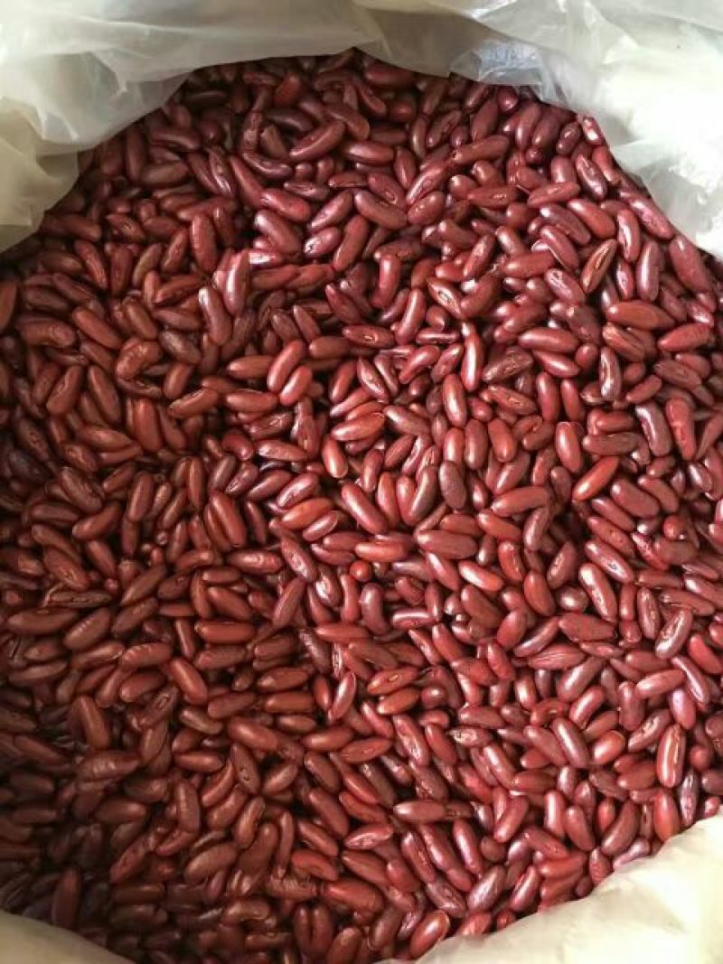 四季豆种子泰国架豆王种子无筋豆豆王种子