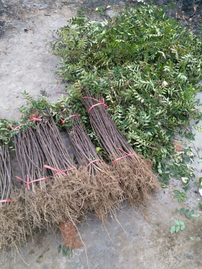 花椒苗根系发达
