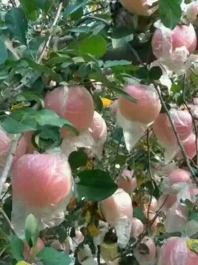 红富士苹果75mm以上膜袋