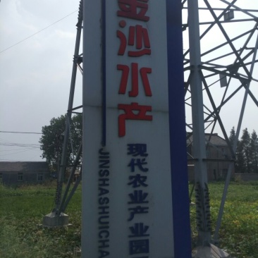 白鲢鱼食用活鱼