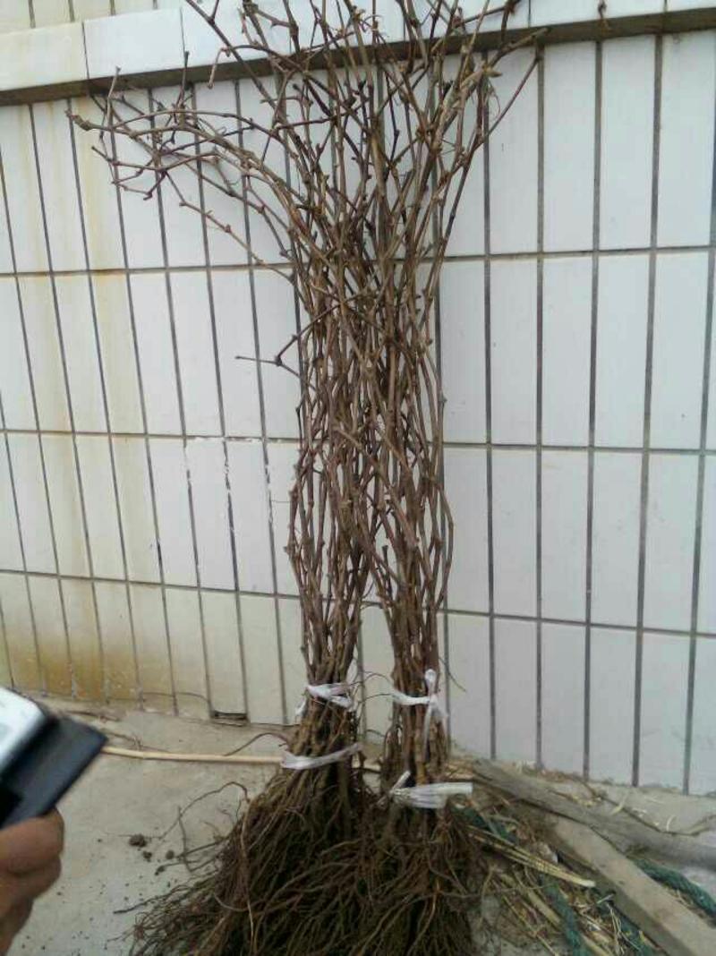 盆栽葡萄30~50cm