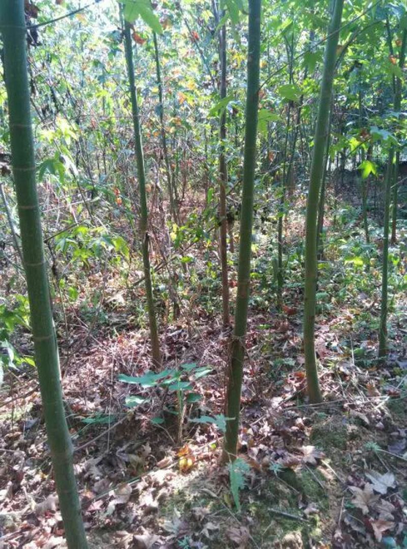 青枫81~110cm